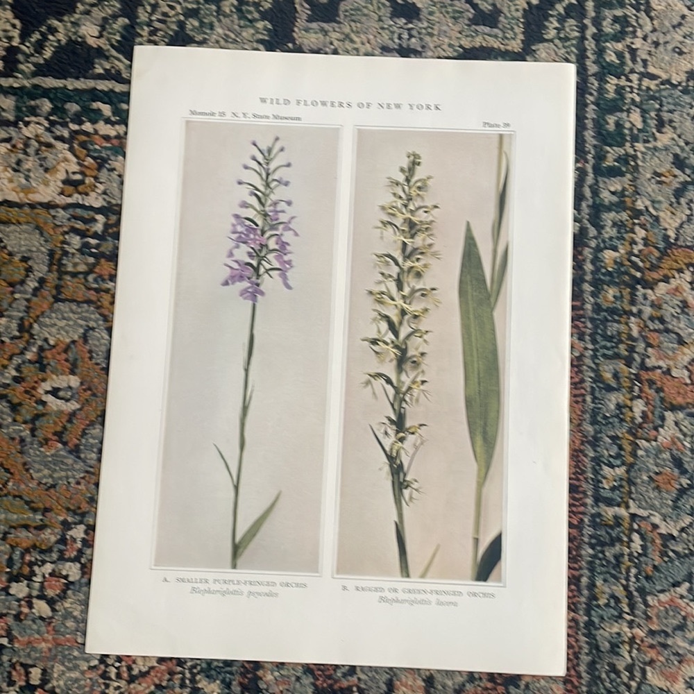 🖤5/$25 Botanical orchid Plant Print Original 100 years old Vintage Home Decor